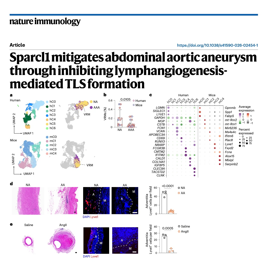 850-Sparcl1 I Mitigates Abdominal Aortic Aneurysm episode artwork