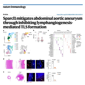 850-Sparcl1 I Mitigates Abdominal Aortic Aneurysm