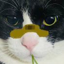 Clayton-