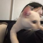 不听话的鱼子