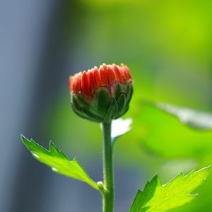 第五式：摇头摆尾去心火