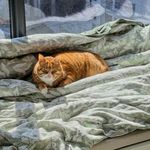 春雨里洗过的月亮