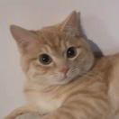 小盐猫