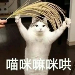 Vol.24 世界破破烂烂，小猫缝缝补补