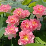 八方来财财财财