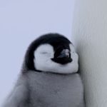 浪漫折耳根
