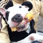 BullTerrier