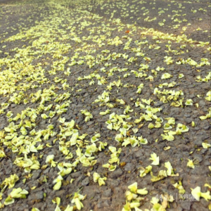 考公大户汪曾祺《槐花》：人情练达都寄托于玉渊潭的槐花