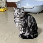 八女士