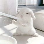 好运爆棚的芝士卷