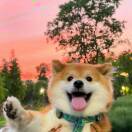 专业苏打饼干扎眼工