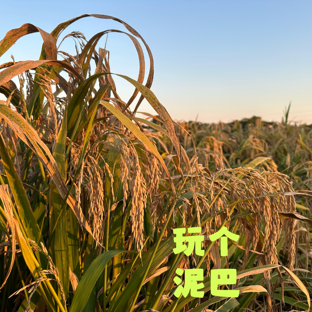 Vol.48 谁懂啊 种一棵树最好的时间是？ episode artwork