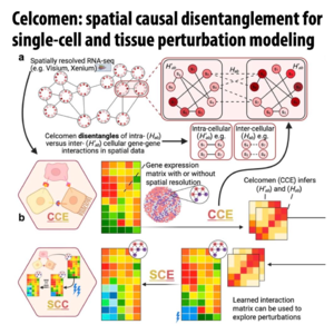 765-Celcomen：单细胞与组织扰动建模的空间因果解耦