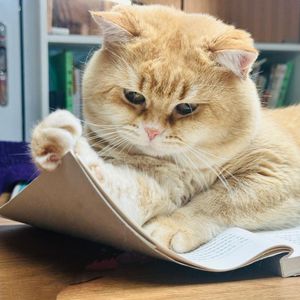 《红楼梦》第十二回：王熙凤毒设相思局，贾天祥正照风月鉴