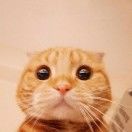 被论文损伤的大脑