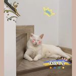 鱼丸动物园园长鱼丸