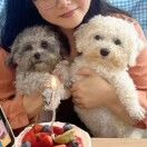 顾小五的小阿飞