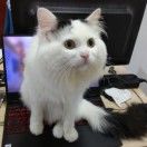 小羊不是羊_mZha