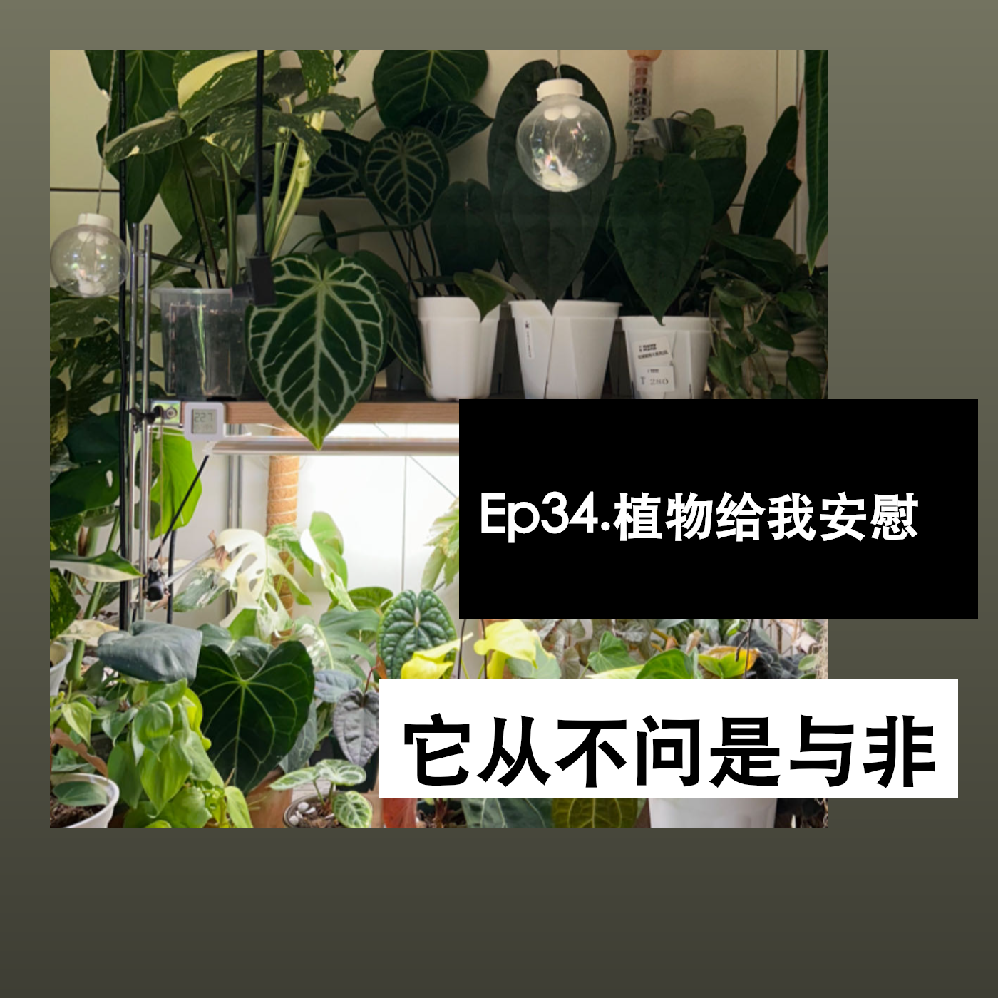 Ep34. 植物给我安慰，它从不问是与非 episode artwork
