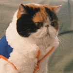 高领之花丧彪的爸爸雪碧