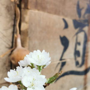 服文彩带利剑的“盗夸”