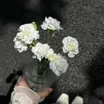 茉莉97