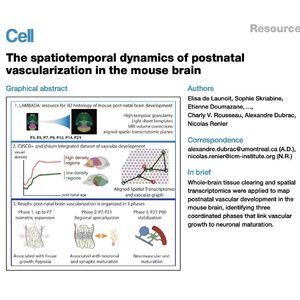 907-Spatiotemporal of Postnatal Brain Vascularization