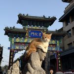 黎明换来什么谁来预测