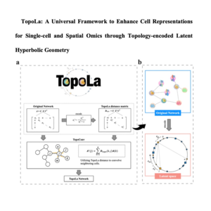 173-TopoLa:增强单细胞数据拓扑结构的学习框架