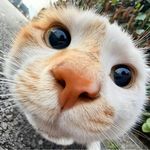 O_LVer