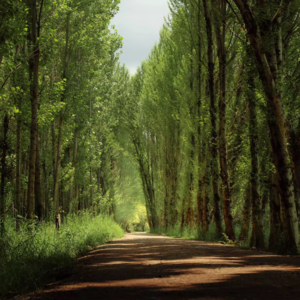 一些句子 1/2 《命运》蔡崇达