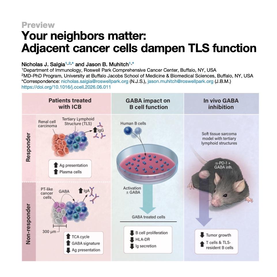 1351-GABA Inhibition of TLS in Cancer Immunotherapy episode artwork