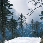 沙鲁里山脉间的绿绒蒿