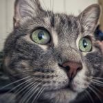 TipoutheCat