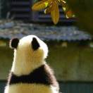 噼li
