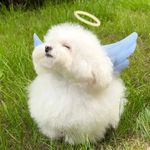 花花明明