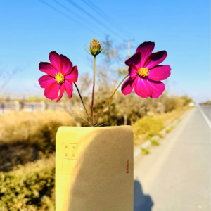 No.24 年终总结｜得到与心酸并存，失去与希望共生