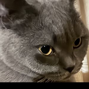 podcaster-avatar