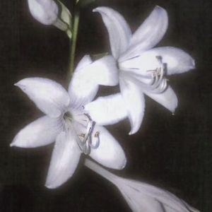 podcaster-avatar