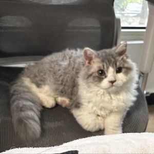 podcaster-avatar