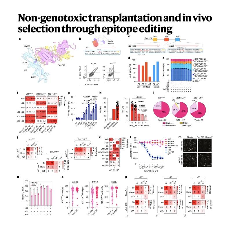 1344-Non-Genotoxic Epitope Editing episode artwork