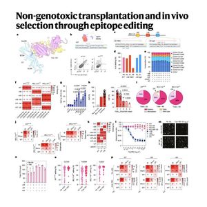 1344-Non-Genotoxic Epitope Editing