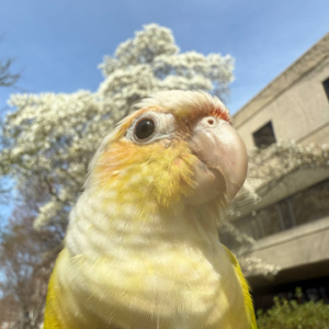 【大众向】一篇搞定👍养鸟之前你需要了解的全部事项