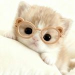 杳杳大王宇宙无敌