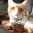 Winnie达摩克利斯