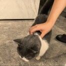 鱼腥草拌折耳根