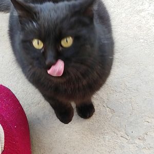 黑猫金瞳的日记