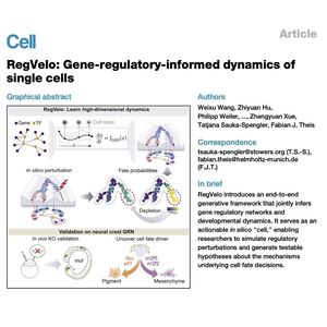 1030-RegVelo: Single-Cell Fate Decisions