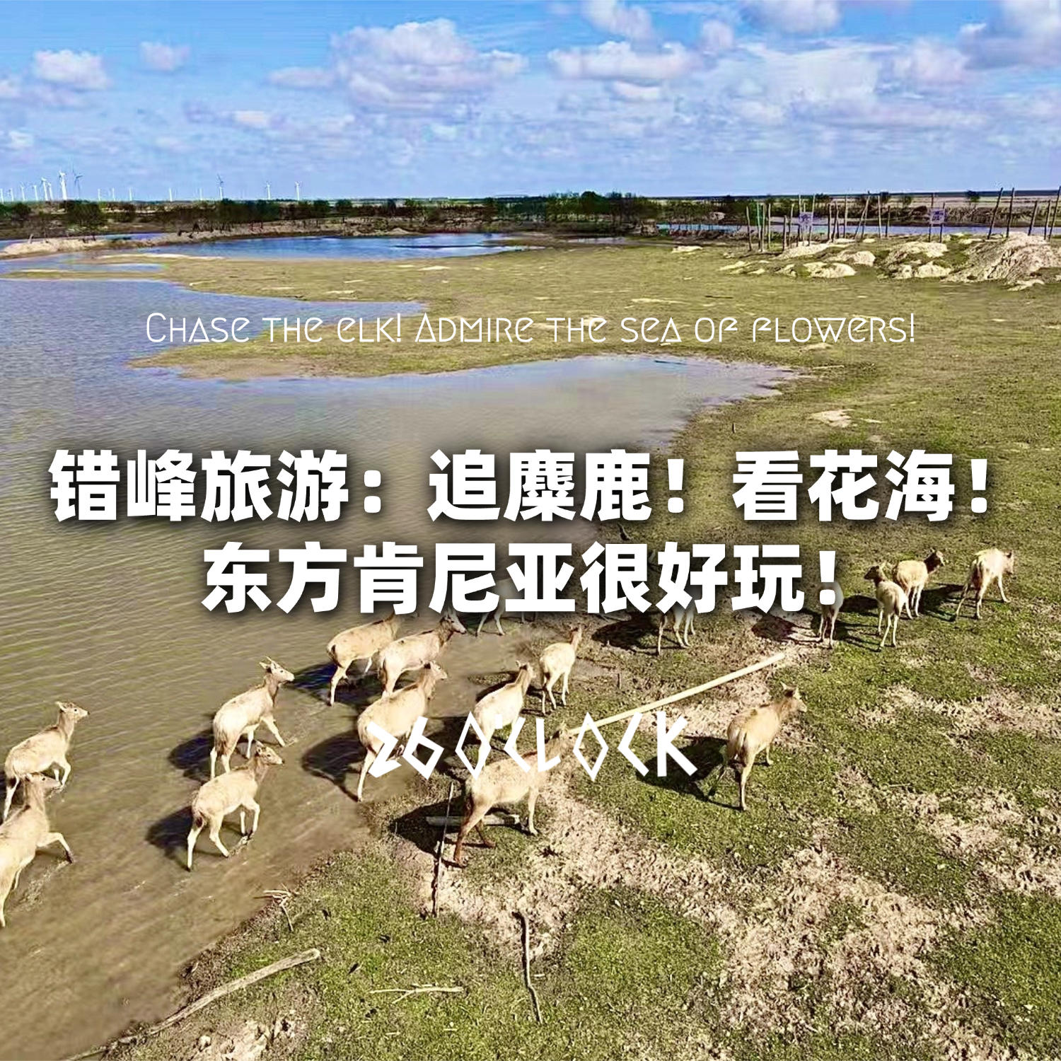 错峰旅游：追麋鹿！看花海！东方肯尼亚很好玩！ episode artwork