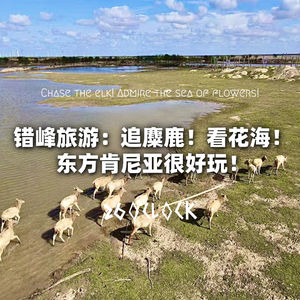 错峰旅游：追麋鹿！看花海！东方肯尼亚很好玩！